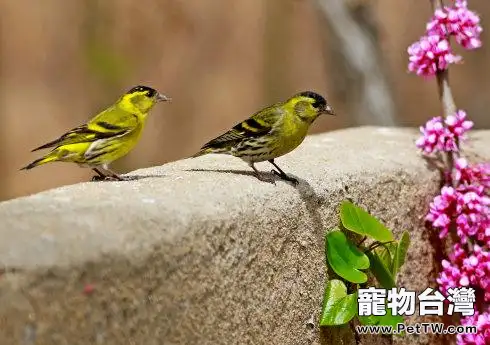 黃雀的飼養