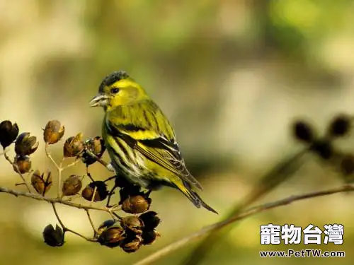 黃雀的飼養