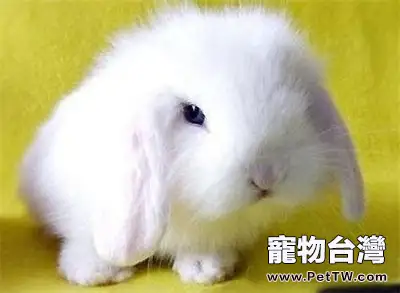 小白兔的生活習性