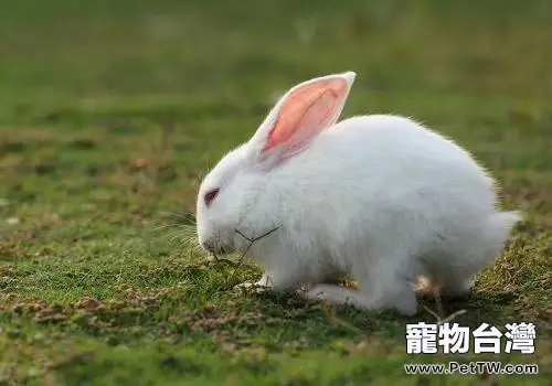小白兔的生活習性