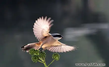 伯勞鳥吃什麼