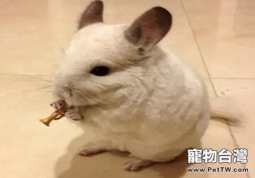 龍貓是什麼動物