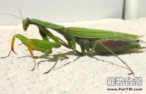 螳螂吃什麼?螳螂吃什麼食物?(共3張圖片)-寵物台灣