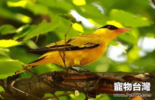 黃鸝鳥多少錢一隻?黃鸝鳥價格(共3張圖片)-寵物台灣
