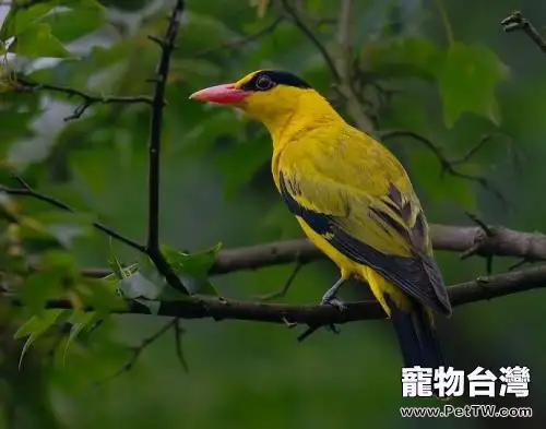 黃鸝鳥多少錢一隻