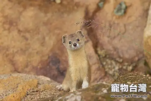 黃鼠狼吃什麼