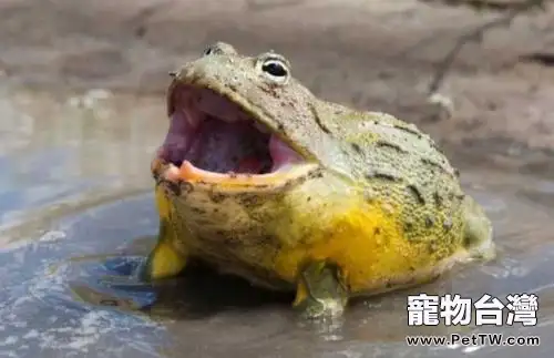 非洲牛蛙怎麼養?非洲牛蛙飼養(共2張圖片)-寵物台灣