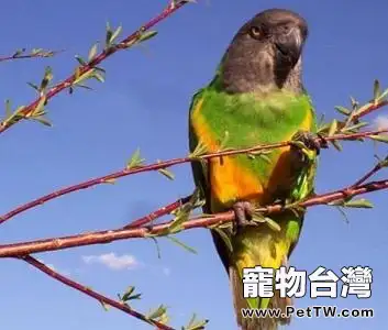 塞內加爾鸚鵡怎麼養