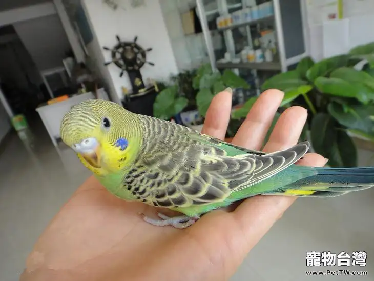 新手飼養寵物鳥的清潔須知