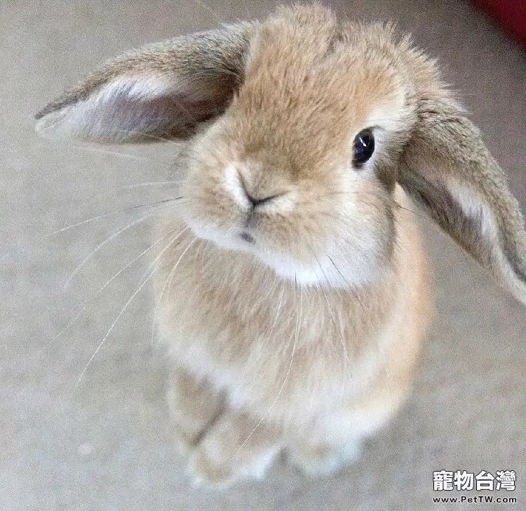兔兔發情有什麼表現