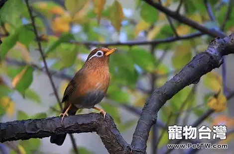 怎麼能挑到好的畫眉鳥？