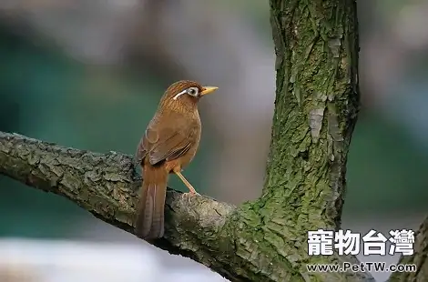 怎麼能挑到好的畫眉鳥？