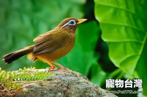 怎麼能挑到好的畫眉鳥?(共3張圖片)-寵物台灣