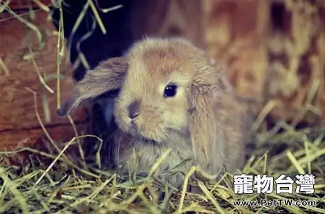 迷你垂耳兔日常要怎麼餵養？