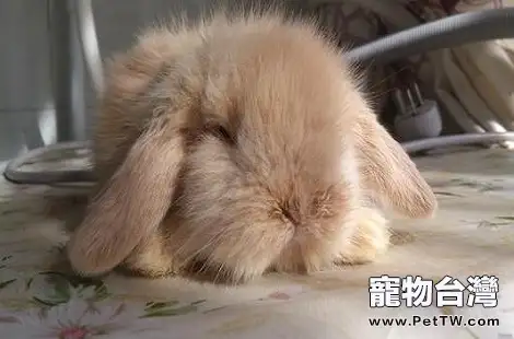 家裡養的兔子眼睛周圍掉毛是什麼原因？