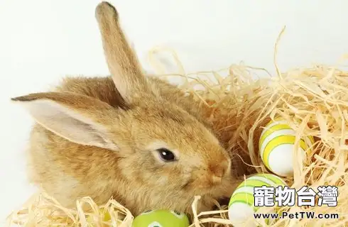 能抓住兔子耳朵把它拎起來嗎？