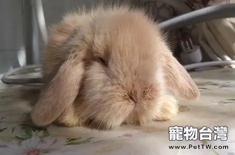 新手養垂耳兔,該怎麼照顧?(共3張圖片)-寵物台灣