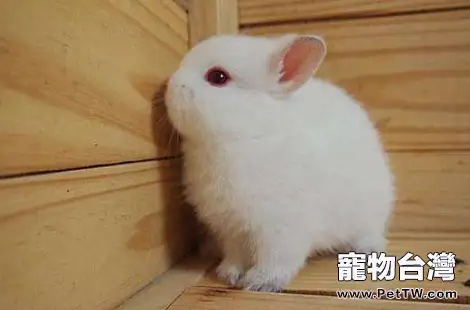 最小的兔子波蘭兔好養嗎？要怎麼飼養？