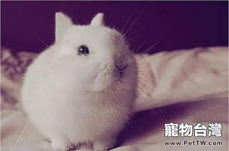 最小的兔子波蘭兔好養嗎？要怎麼飼養？