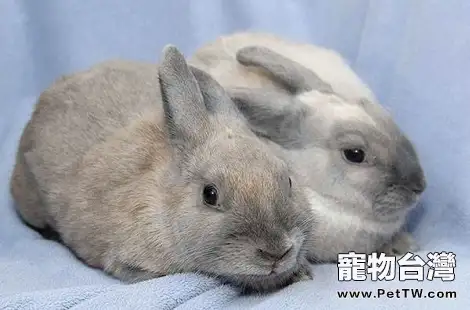 兔子在家需要怎麼飼養？