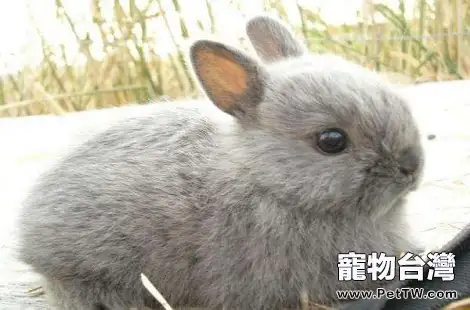兔子在家需要怎麼飼養?(共3張圖片)-寵物台灣
