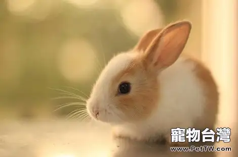 兔子的鼻子為什麼會頻繁抽動？