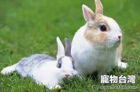 兔子的耳朵除了聽聲音還有什麼功能？