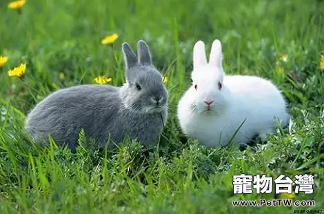 兔子的耳朵除了聽聲音還有什麼功能？