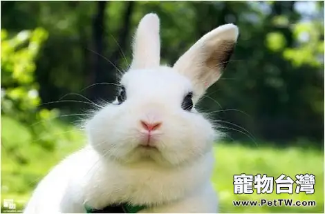 養兔子存在哪些誤區？