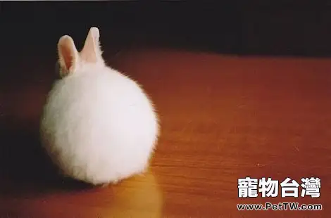 兔子身上掉毛嚴重是什麼原因？