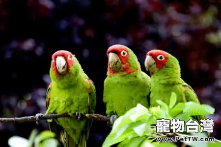寵物鳥嗉囊阻塞的症狀及防治(1圖)-寵物台灣