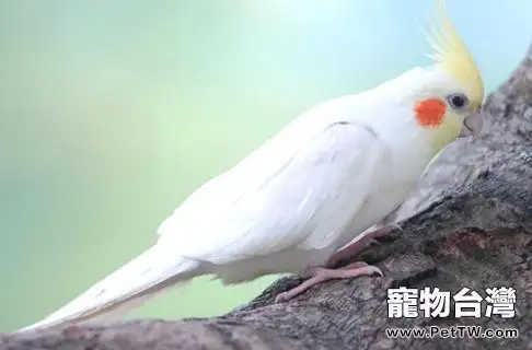 雞尾鸚鵡的品種介紹