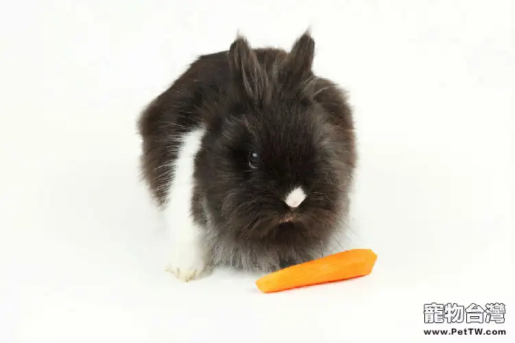 兔兔也需要剃毛嗎？