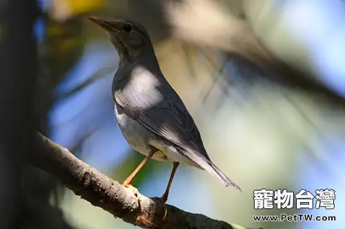 馴養畫眉鳥要注意什麼