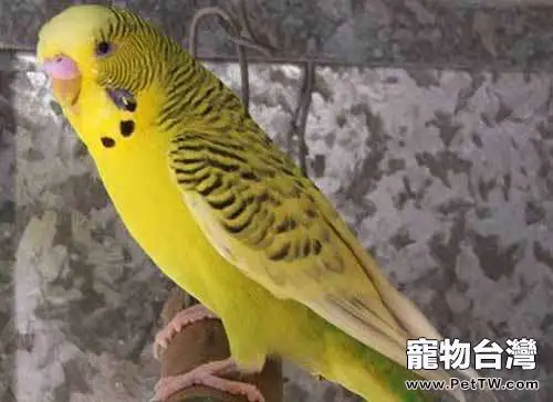 虎皮鸚鵡常見病該如何防治(1圖)-寵物台灣
