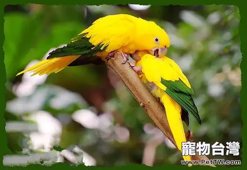 金黃錐尾鸚鵡的品種介紹
