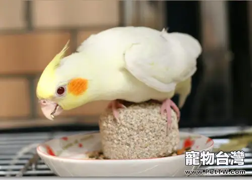 為什麼有些寵物鳥喜歡吃辣椒(1圖)-寵物台灣