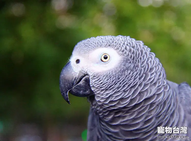 從鳥類的糞便觀察鳥類的健康