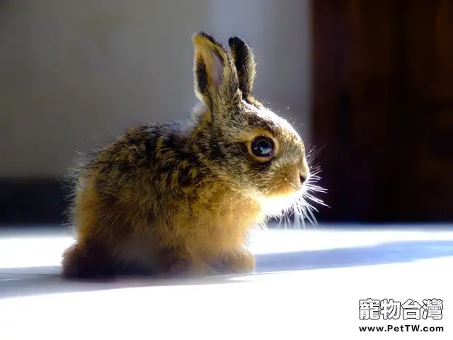 兔兔生活溫度多少時最舒服