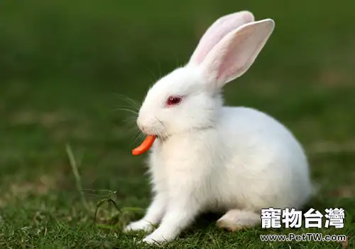 怎樣給兔兔換新糧