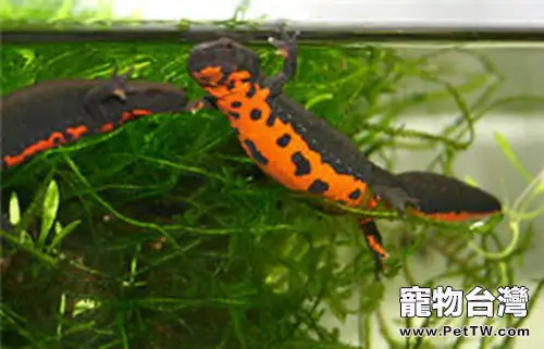 東方蠑螈的繁殖簡介(1圖)-寵物台灣