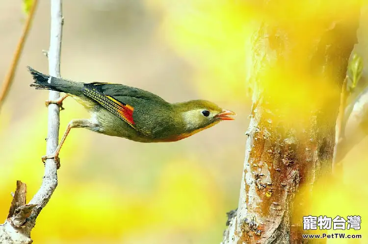 相思鳥的飼養注意事項