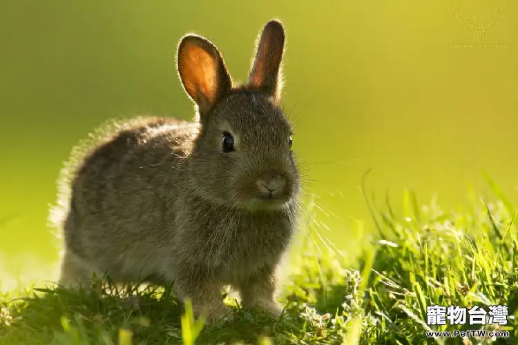 你知道兔兔也會叫嗎
