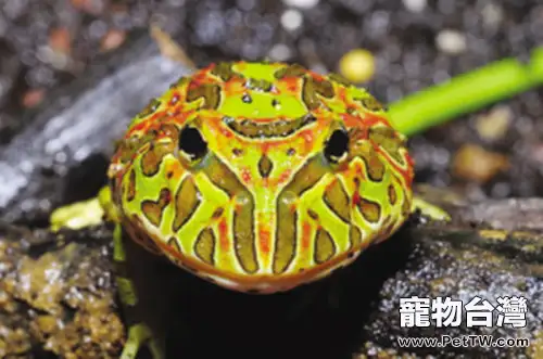 兩棲類肚子水腫的原因分析(1圖)-寵物台灣