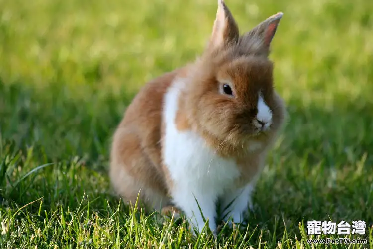 兔子患鼻炎誘因是溫度變化