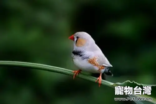 觀賞鳥的分類及區別介紹