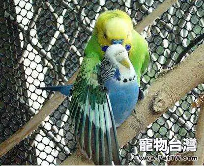 觀賞鳥籠的選購技巧(1圖)-寵物台灣