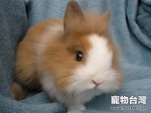 巧用中藥治療兔兔常見疾病