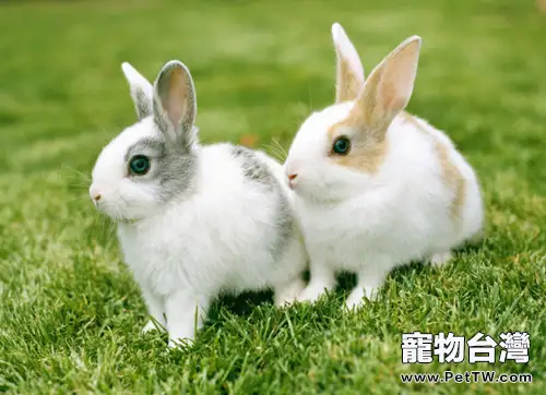 老齡兔兔 更需細心照料