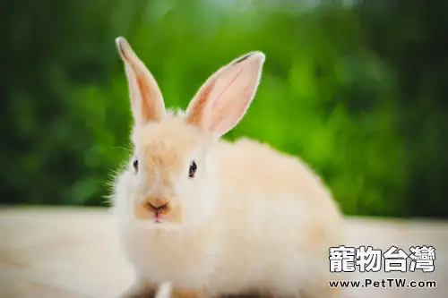 老齡兔兔 更需細心照料